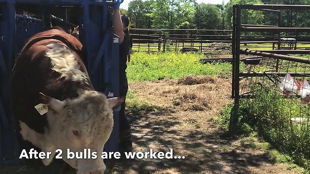 Cattlewomen Working Registered Hereford Bulls(2)